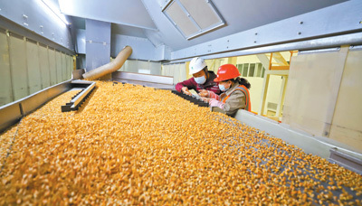 糧食加工 從田間到餐桌的強國之路